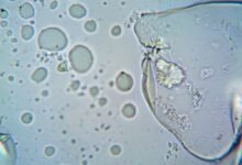 caller security risk division