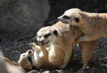 risk compliance agency monitoring